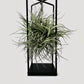 Air Plant in Metal Ring / Cube