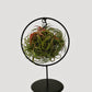 Air Plant in Metal Ring / Cube