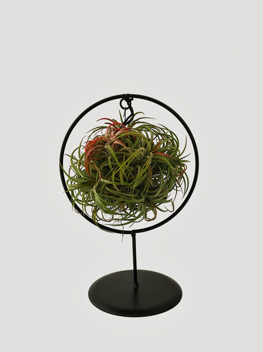 Air Plant in Metal Ring / Cube