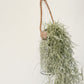 Air Plant Tillandsia - Spanish Moss