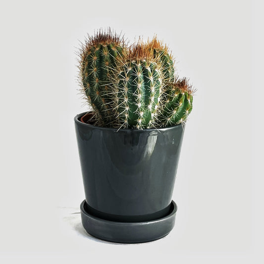 Medium size Mix Cactus in Ceramic Pot