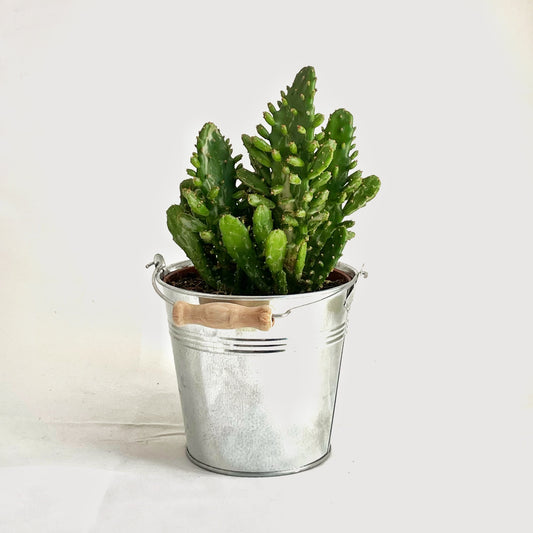 Medium size Mix Cactus in Zinc Pot