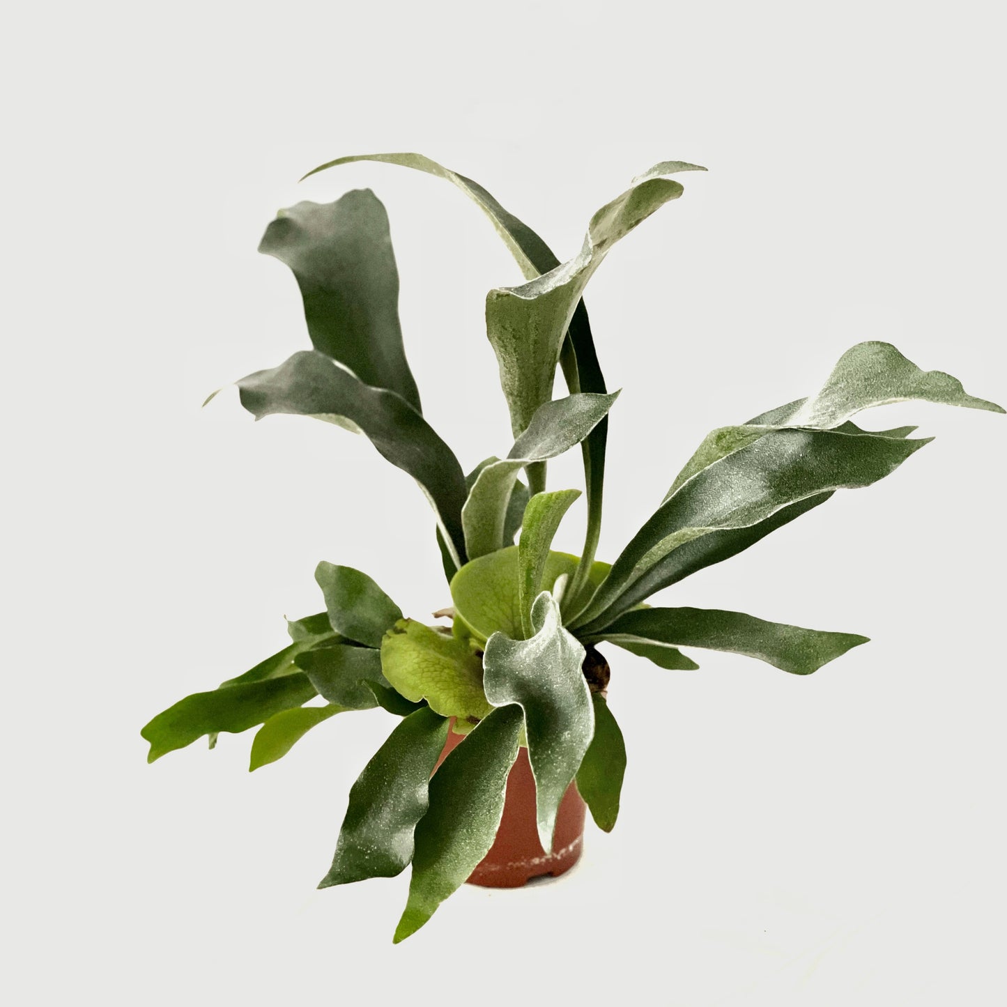 Platycerium bifurcatum - Staghorn Fern