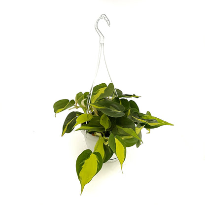 Philodendron Scandens Brasil - Heartleaf Philodendron