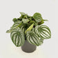 Peperomia argyreia - Watermelon Peperomia