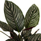 Calathea Ornata - Pin Stripe