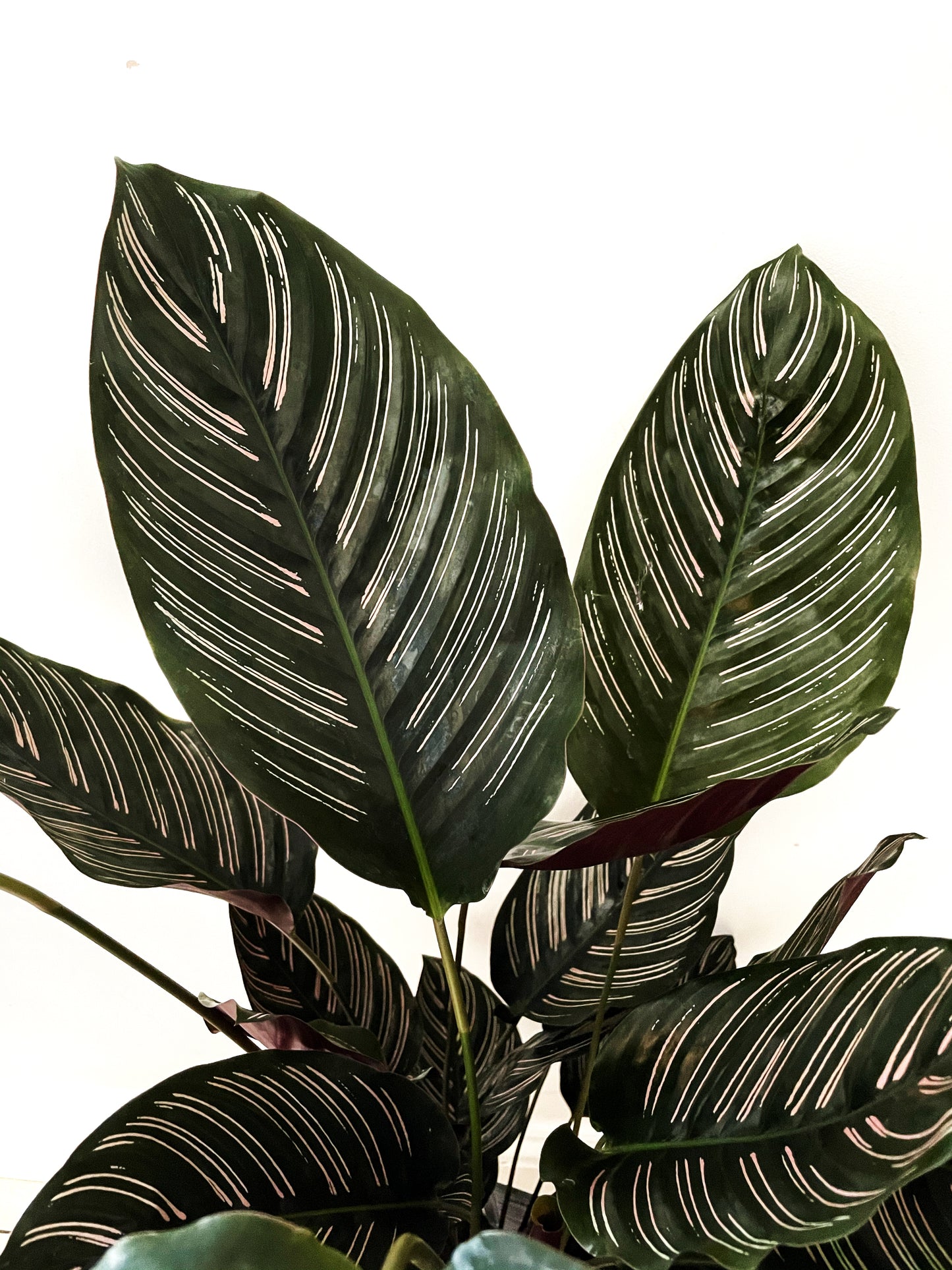 Calathea Ornata - Pin Stripe