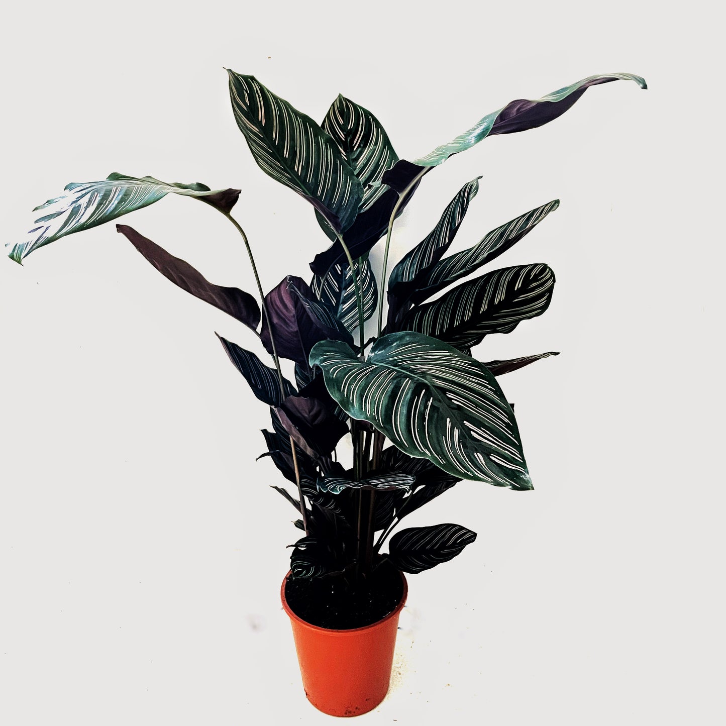 Calathea Ornata - Pin Stripe