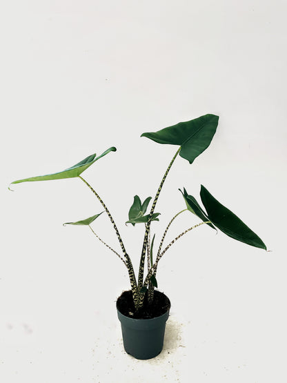 Alocasia Zebrina