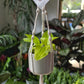 Epipremnum aureum Neon - Pothos Lemon Lime