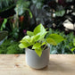Epipremnum aureum Neon - Pothos Lemon Lime