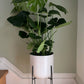 Monstera deliciosa - Swiss Cheese Plant