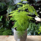 Asparagus setaceus - Lace Fern