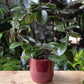 Hoya Australis - Wax Flower Plant