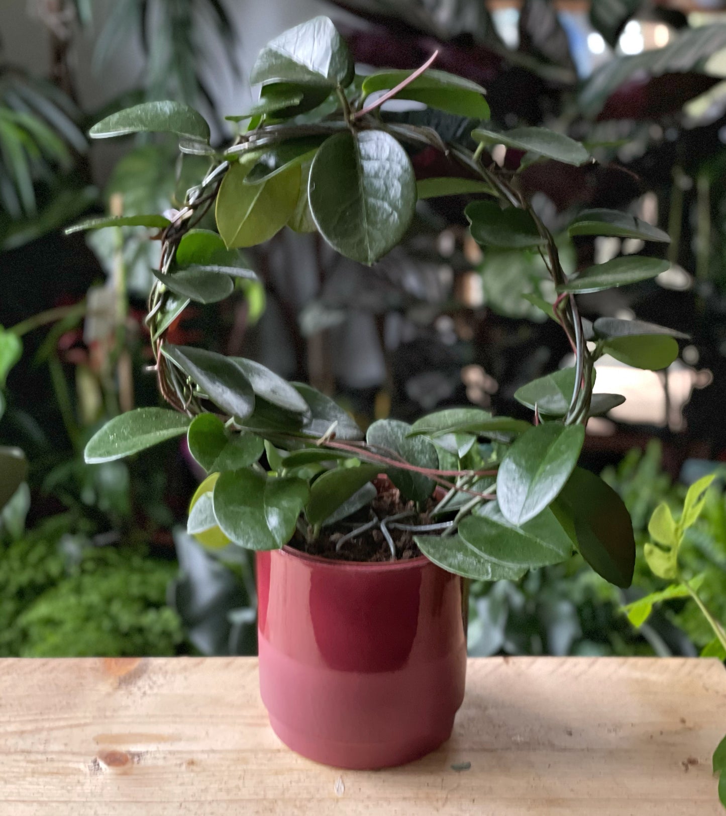 Hoya Australis - Wax Flower Plant