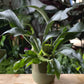 Platycerium bifurcatum - Staghorn Fern