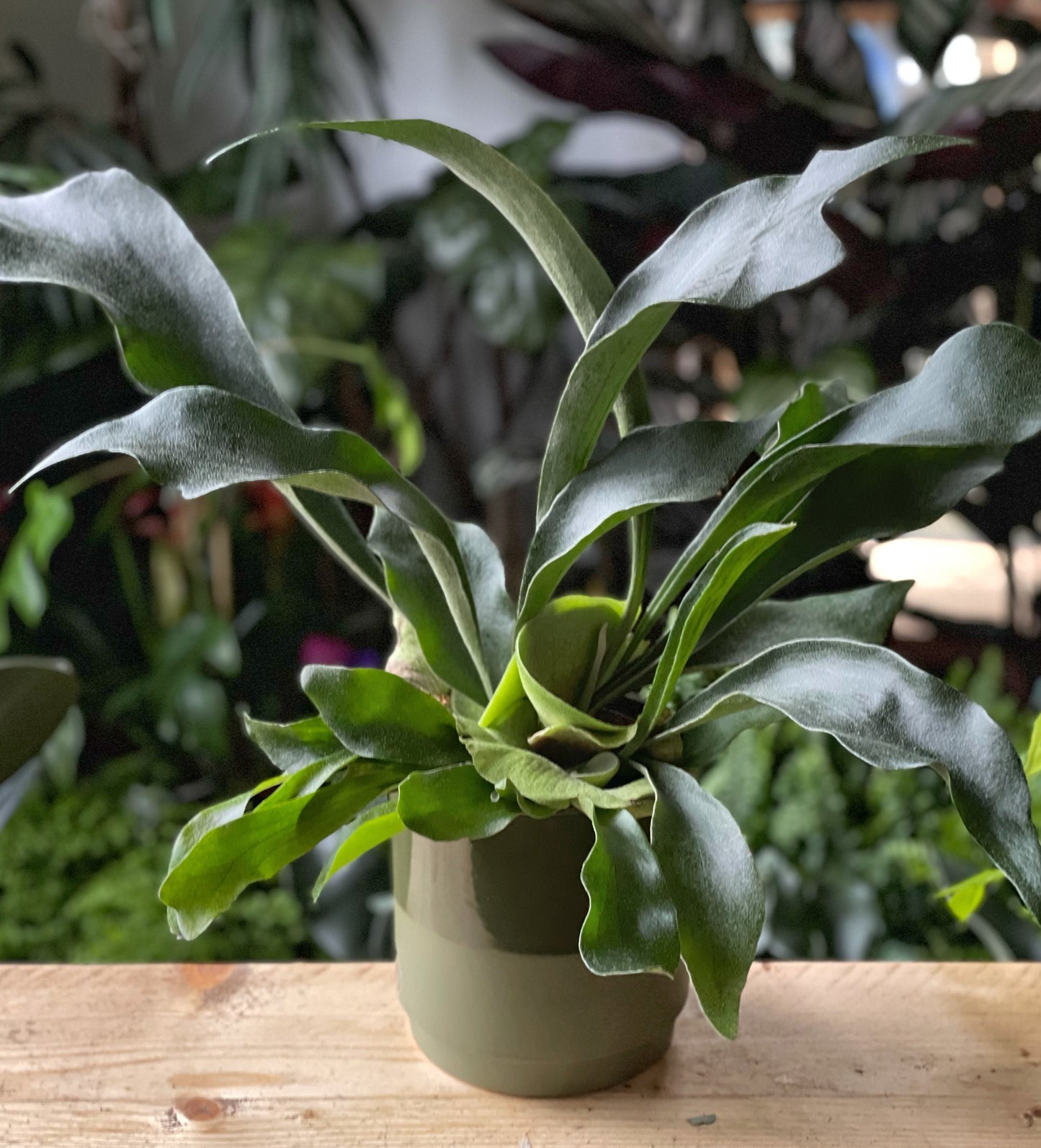 Platycerium bifurcatum - Staghorn Fern