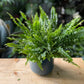 Nephrolepis exaltata - Boston Fern