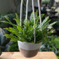 Nephrolepis exaltata - Boston Fern