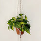 Philodendron Scandens Brasil - Heartleaf Philodendron