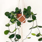 Hoya Australis - Wax Flower Plant