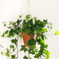 Hedera helix Shamrock - Ivy
