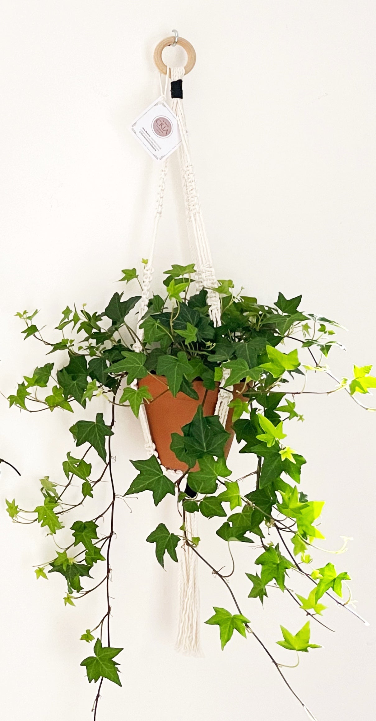 Hedera helix - Ivy