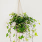 Hedera helix - Ivy