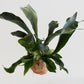 Platycerium bifurcatum - Staghorn Fern