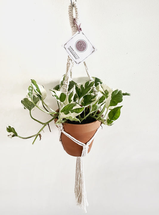 Epipremnum N'Joy - Pothos N'joy