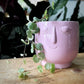 Ceropegia woodii - String of Hearts