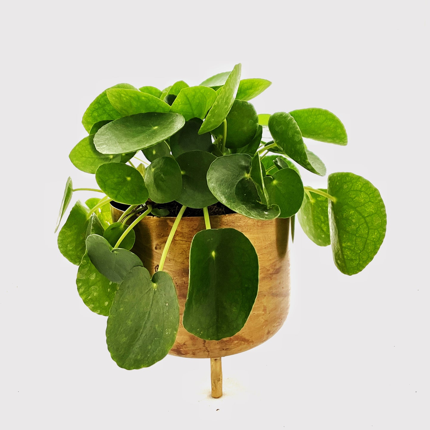 Pilea peperomioides - Chinese Money Plant