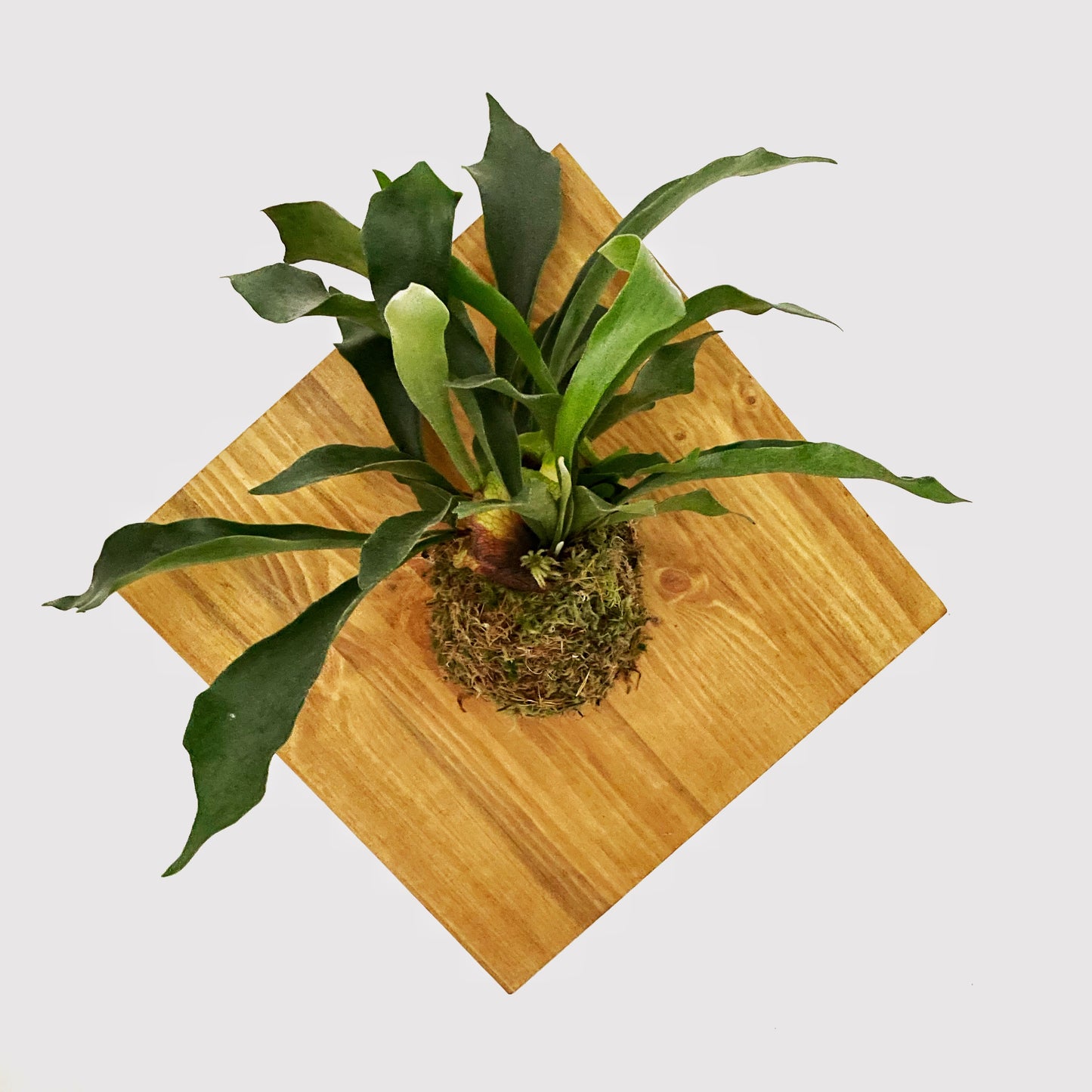 Platycerium bifurcatum - Staghorn Fern