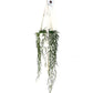 Hoya Linearis - Wax Flower Plant