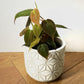 Philodendron Micans - Velvet Leaf Philodendron
