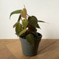 Philodendron Micans - Velvet Leaf Philodendron