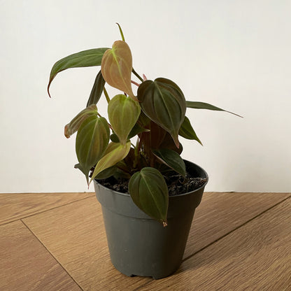 Philodendron Micans - Velvet Leaf Philodendron