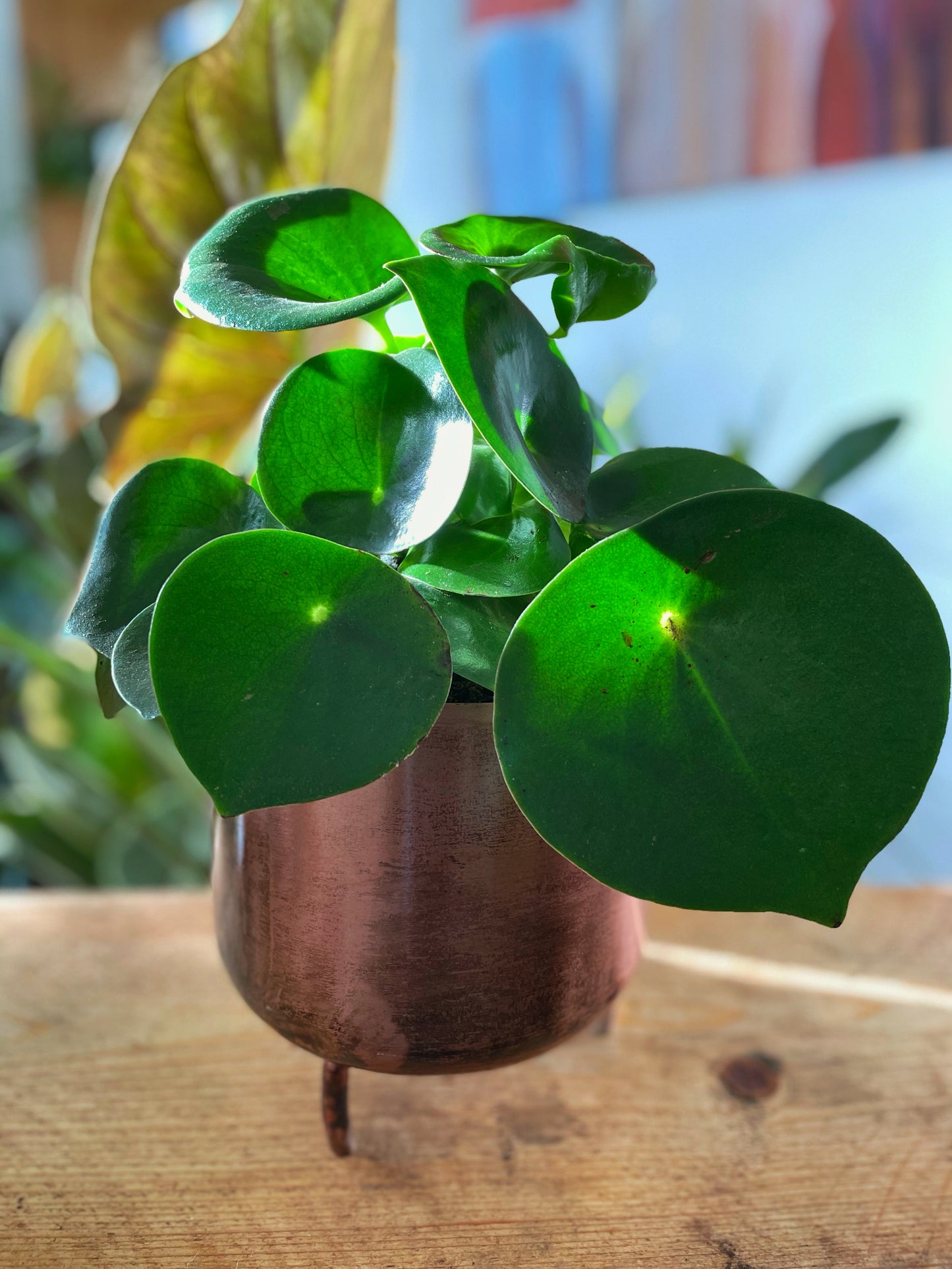 Peperomia Polybotrya - Peperomia Raindrop