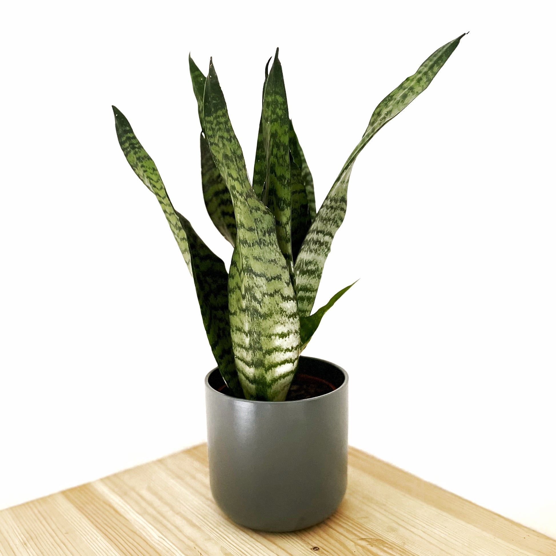 sansevieria super Sansevieria Super Green- Snake Plant – Verd Houseplants