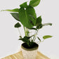 Monstera deliciosa - Swiss Cheese Plant