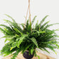 Nephrolepis exaltata - Boston Fern