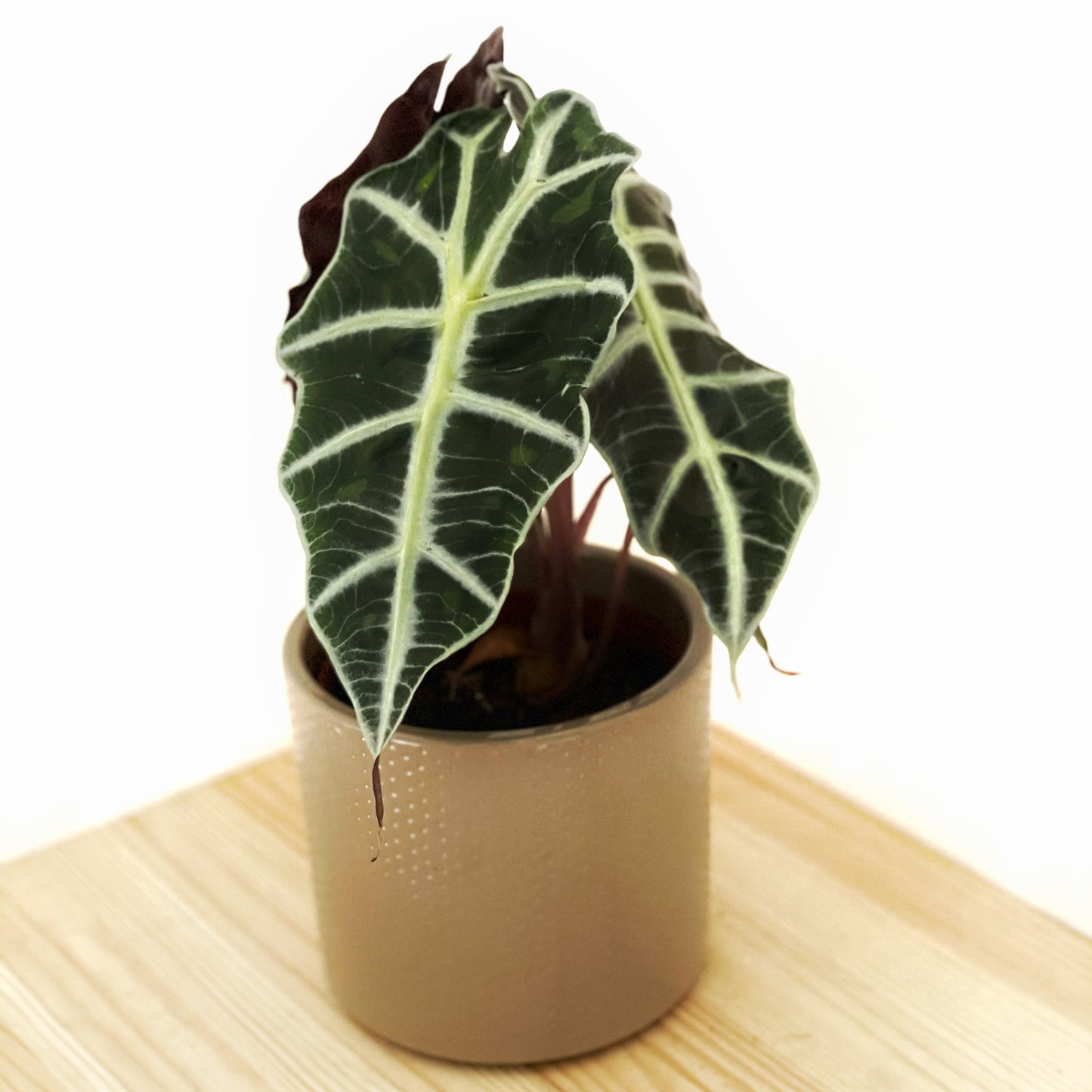 Alocasia polly - African Mask Plant