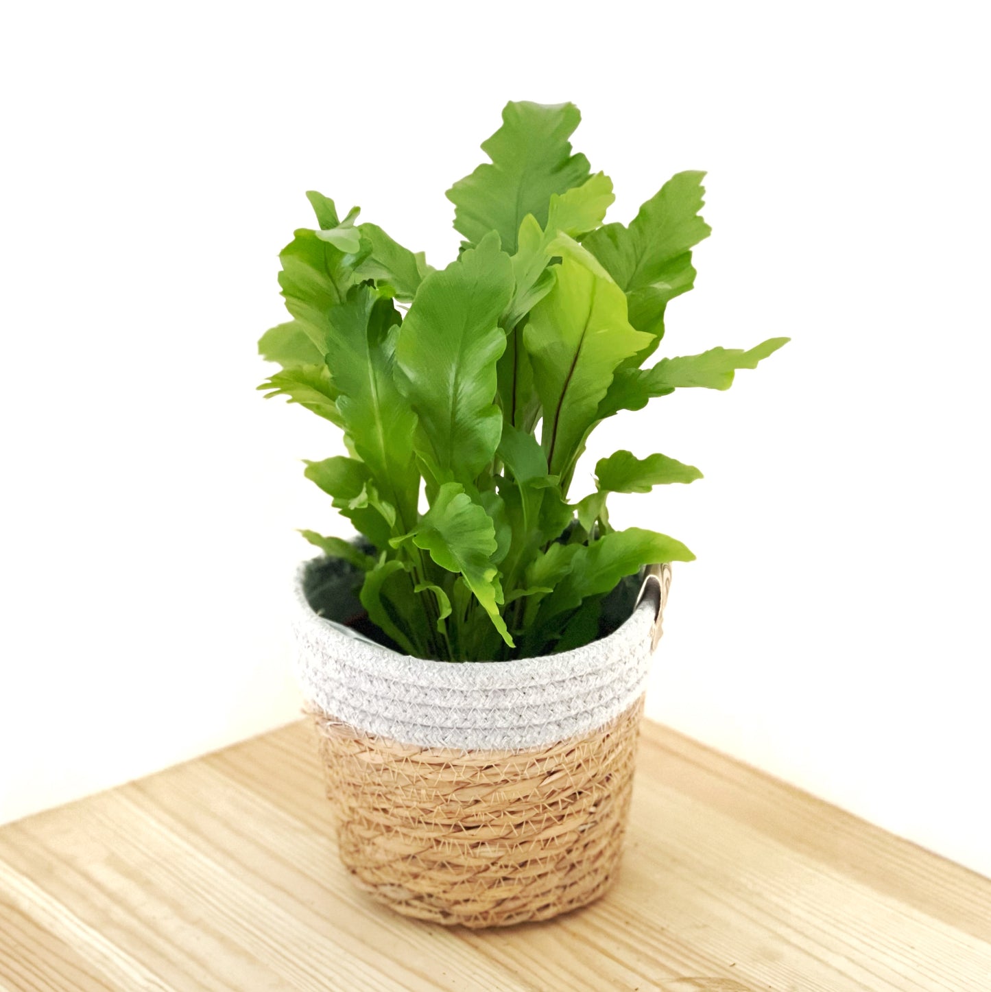 champion bird's nest fern Asplenium nidus Campio