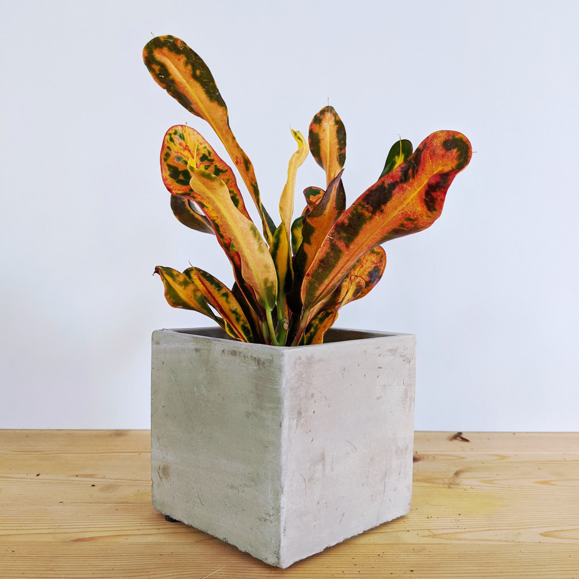 croton mammi Croton Mammi – Verd Houseplants