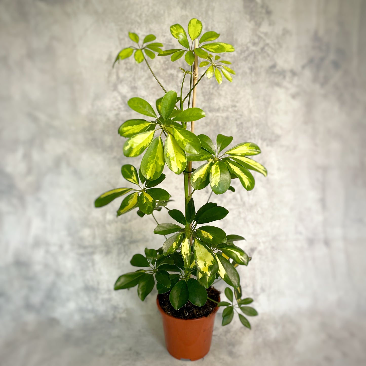 Schefflera Gold Capella - Golden Umbrella Plant