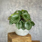 Peperomia argyreia - Watermelon Peperomia