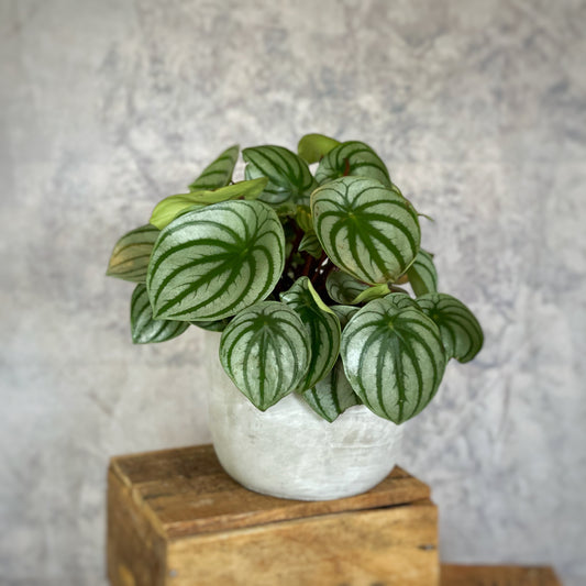 Peperomia argyreia - Watermelon Peperomia