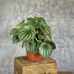 Peperomia argyreia - Watermelon Peperomia