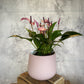 Anthurium Zizou Fuchsia - Fuchsia Flamingo Plant