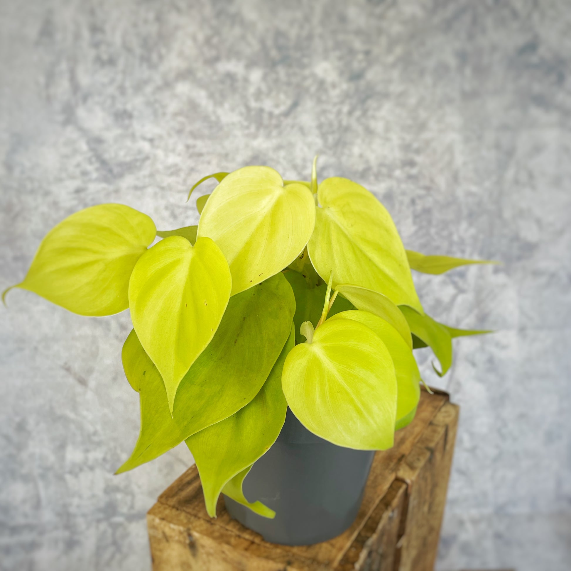 micans lime philodendron Philodendron Micans Lime- Velvet Leaf Philodendron Lime – Verd Houseplants